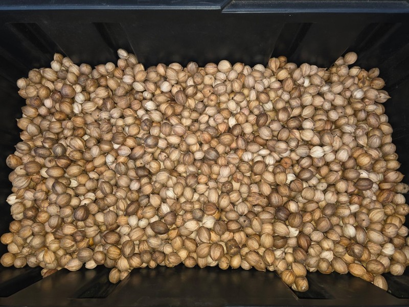2.5 lbs. South Carolina Organic Mature Shagbark Hickory Nuts FLOAT TESTED gallery