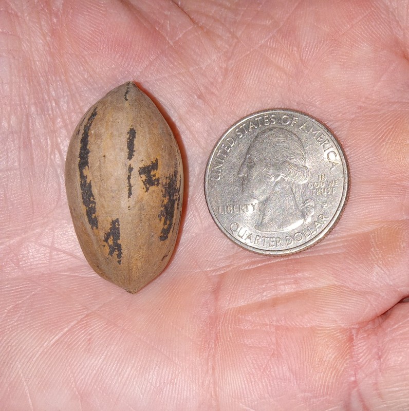 Small In-Shell Texas Pecans | 5lbs | 2025 Season gallery