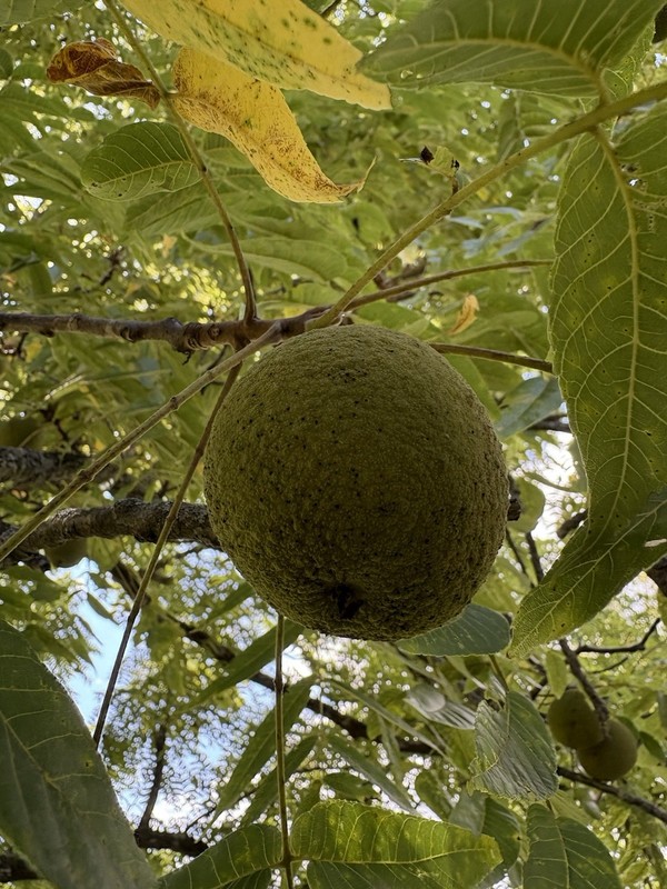 20 Lbs Black Walnuts hulled, in shell fresh harvest 2025, TN Non GMO, ORGANIC
