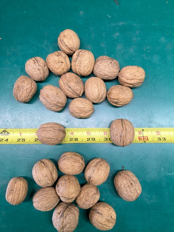 10 lbs California Chandler Walnuts in Shell Freshly Harvested November 2025 gallery