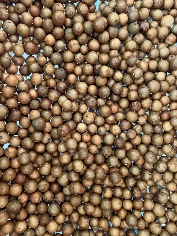 5 lbs Fresh Organic Hawaiian Macadamia Nuts Raw in Shell + HD Nut Cracker, Keto gallery