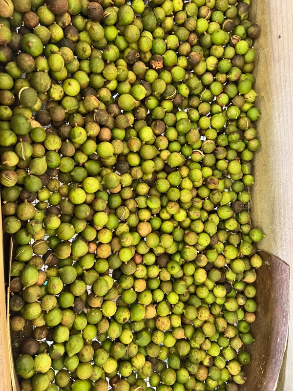 5 lbs Fresh Organic Hawaiian Macadamia Nuts Raw in Shell + HD Nut Cracker, Keto gallery