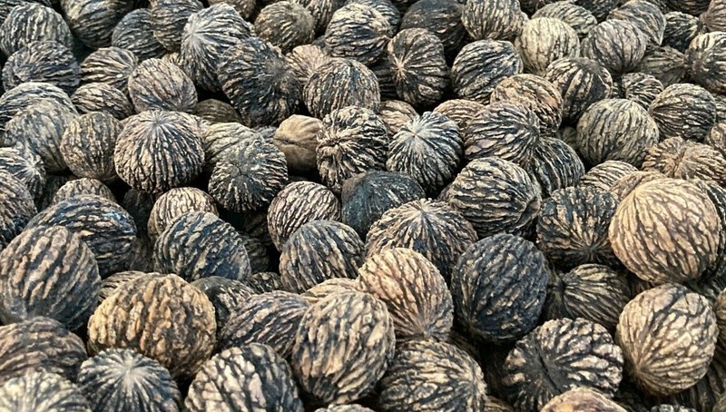 Approx. 260 Wild Black Walnuts Hulled, Washed, Float Tested for DECORATION Only