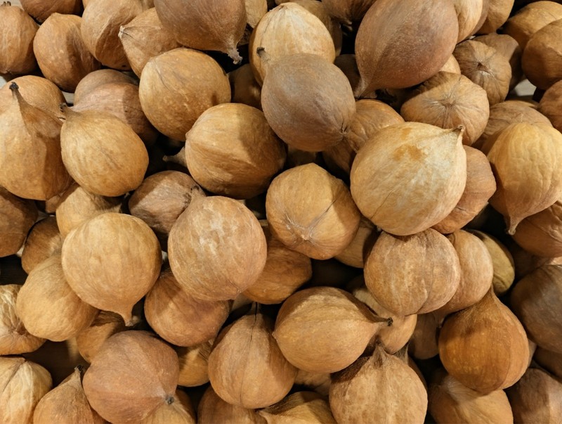 2025 Harvest - 100 Count - Natural Mockernut Hickory Nuts - Southeastern TN gallery