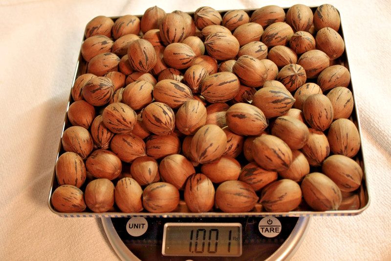 Organic, Hand-Picked "MoneyMaker" Pecans Fresh from the Tree - 10 LBS