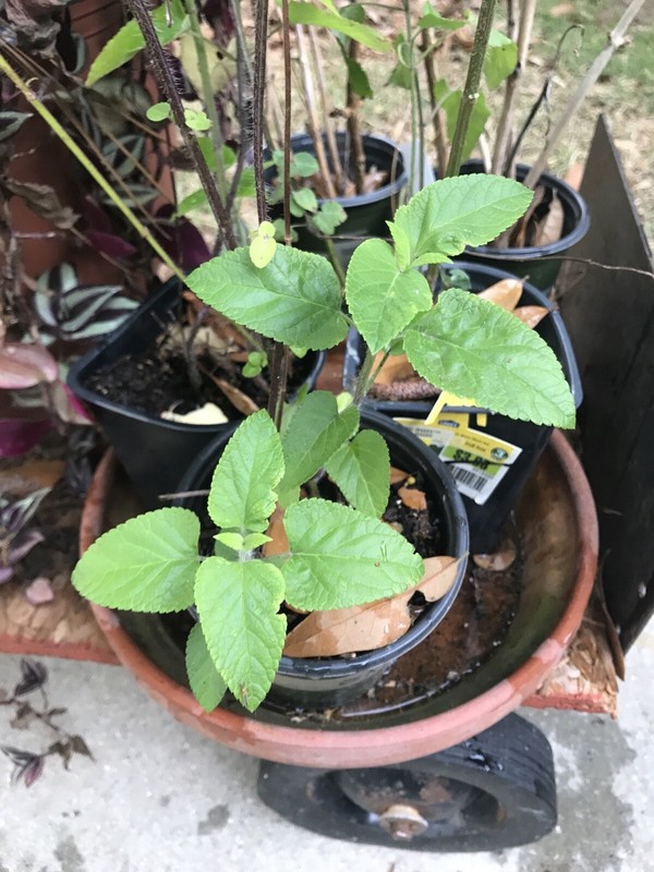 4 ORGANIC PINEAPPLE SAGE/WILD SALVIA PLANTS ATTRACTED HUMMINGBIRD & BUTTERFLY !! gallery