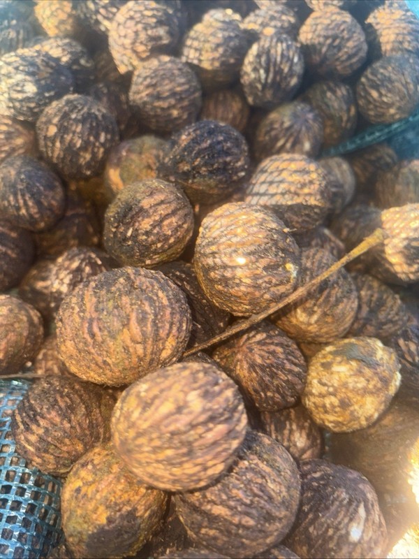 Premium Black Walnuts In-Shell (15 Pounds) Wild Foraged Organic Float Tested