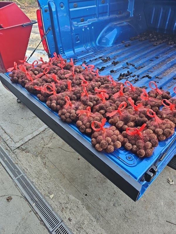 Premium Wild Foraged Black Walnuts Whole In Shell 2023 Harvest By The Pound gallery