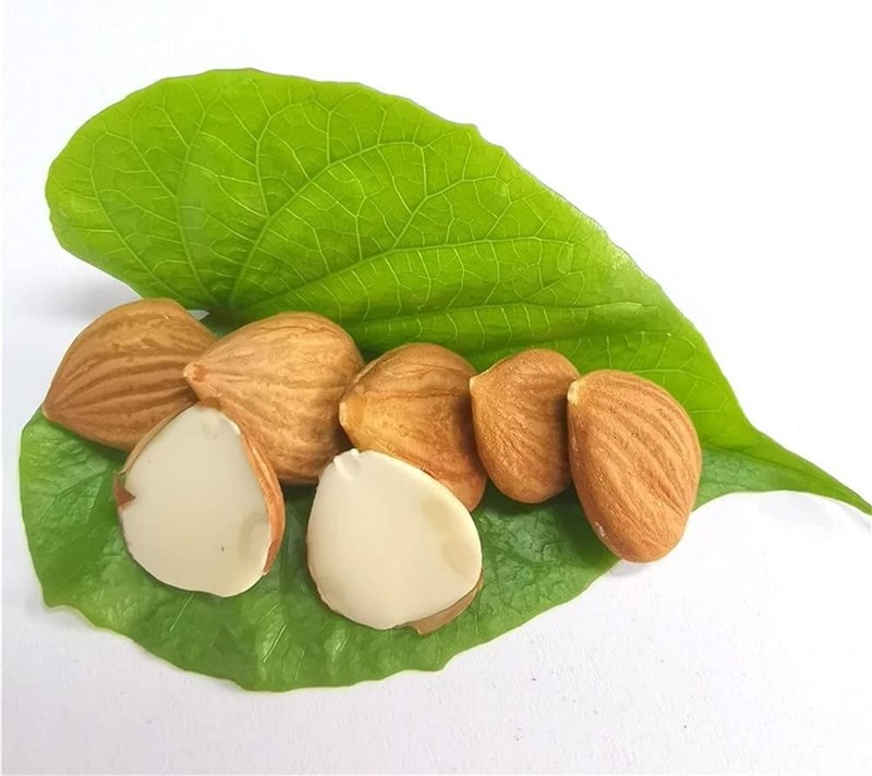 Natural Bitter Apricot Kernels, Organic USDA Certified Bitter Apricot gallery