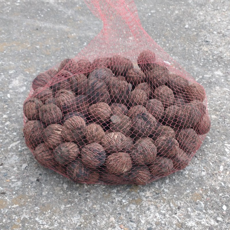 black walnuts