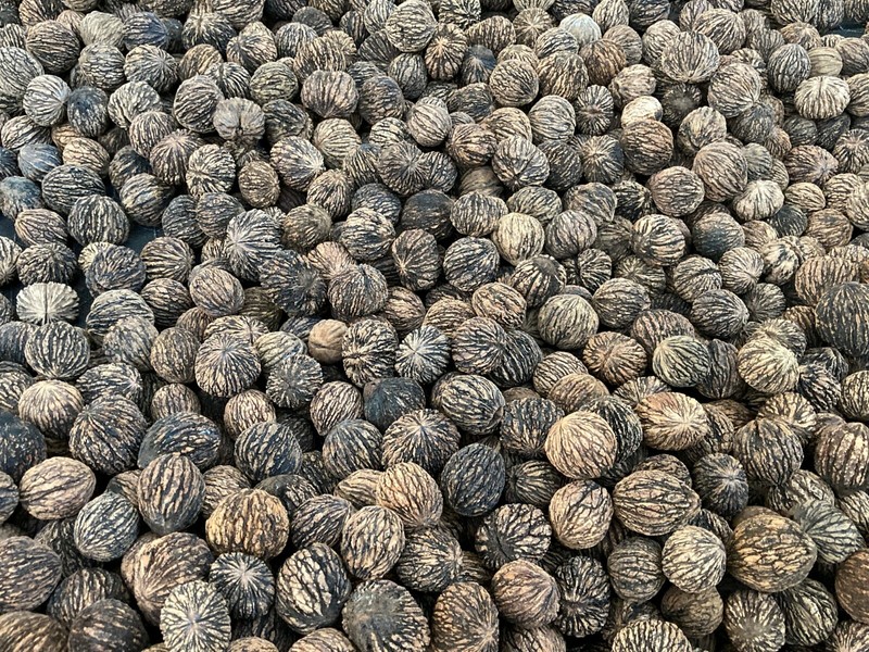Approx. 1 Pound 2023 Wild Organic Black Walnuts Hulled, Washed, Floated & Dried