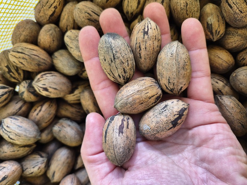 10lbs Texas Desirable Pecans in Shell