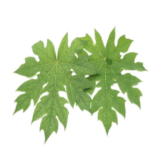 100% Organic Carica Papaya/Papow leaves,100 seeds for Health gallery