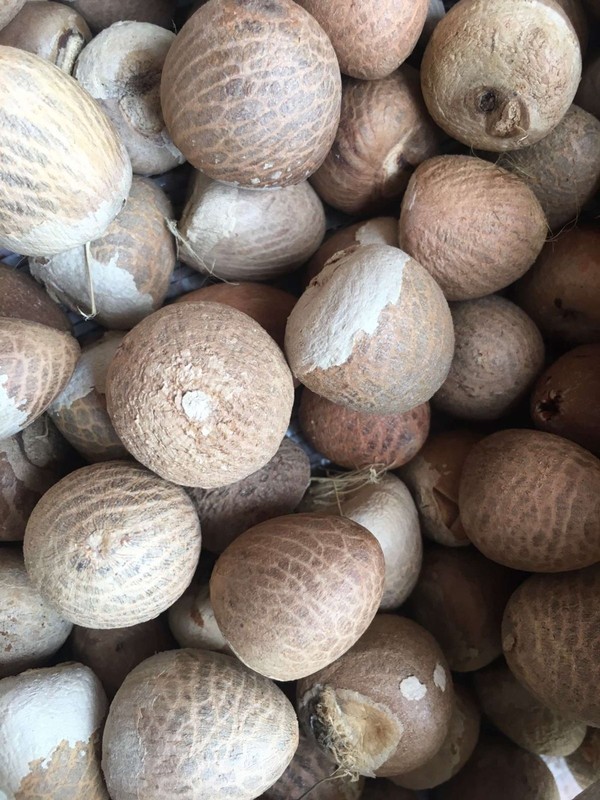 Whole Betel Nut Raw Areca Nut Premium Supari Pakku Seed Natural Mouth Freshener