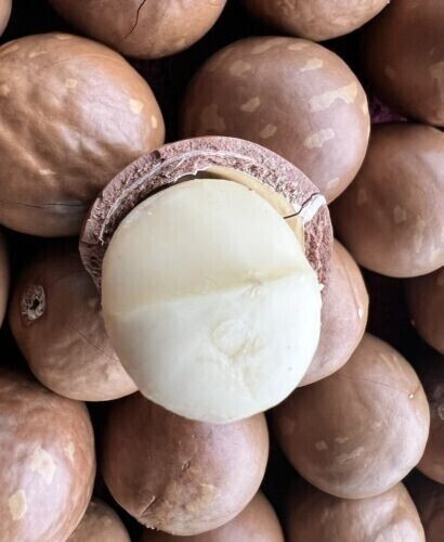 1 lb New Crop Organic Hawaiian Macadamia Nuts Raw in Shell, Keto, Gluten Free