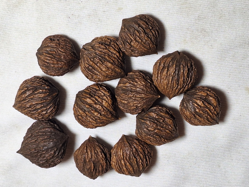 Black Walnuts in Shell - miniature size, great for crafts. Not good for eating. gallery