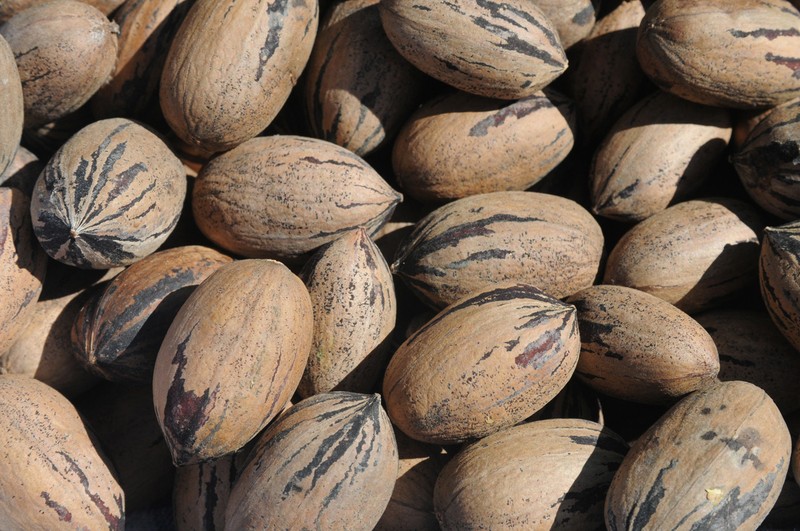 In Shell Pecans - 5 lb. - Treasured Harvest Brand