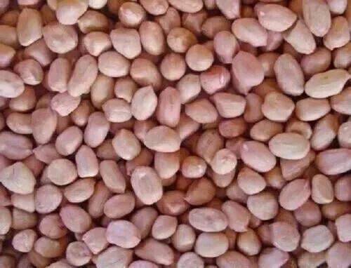 100% Natural Peanut Groundnut Fresh Whole Raw Peanuts Best Quality Dry Fruit gallery