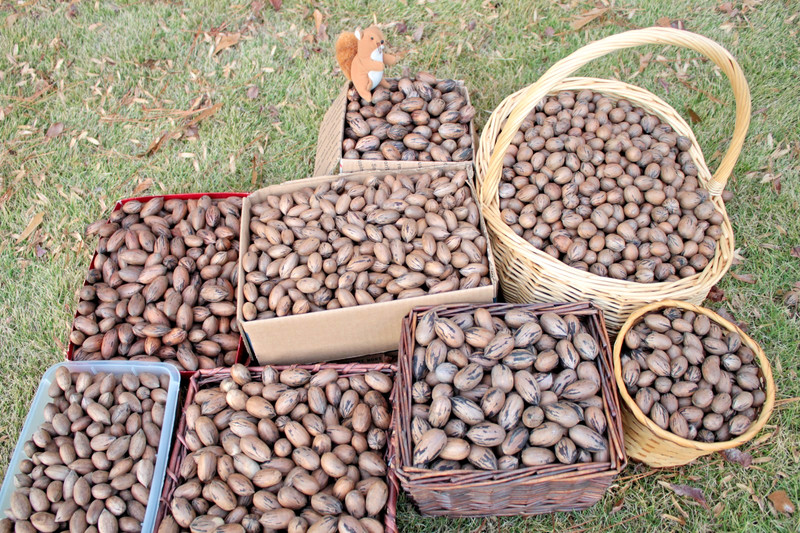 Hand-Picked GA Pecans — MANY Cultivars — 2 LB Sorted Variety Pack gallery