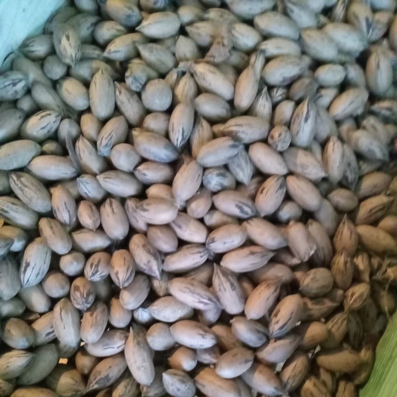 Pecans in Shell gallery