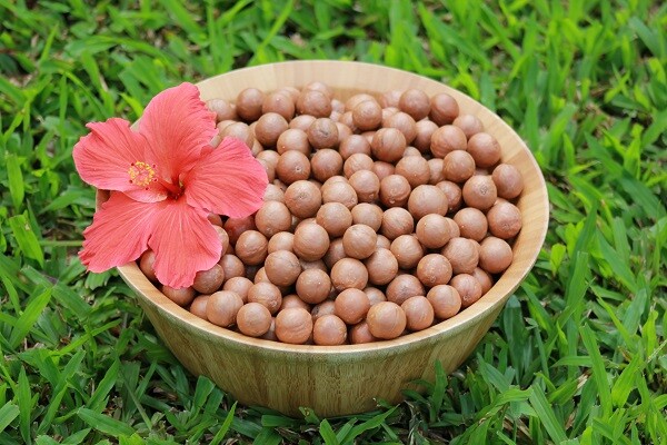 In Shell Macadamia Nuts Fresh from Hawaii (17 pounds)