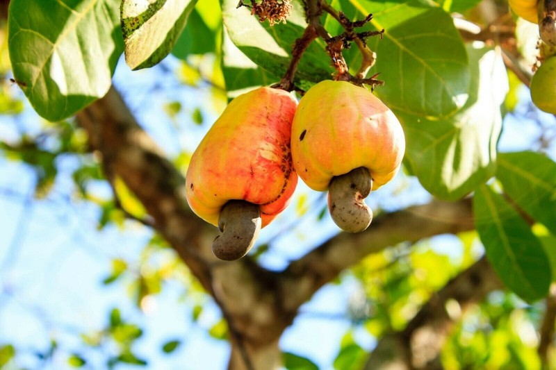 Ceylon Fresh Cashew Nuts Oven Tasty Pure Organic 100g Healthy Free shipping gallery