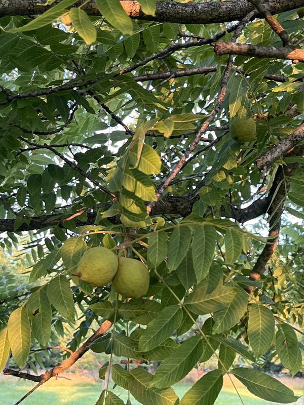 2026 Green Black Walnut 20 Nocino/ Tincture - Supply Ends July 5th gallery