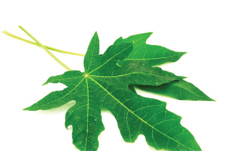 100% Organic Carica Papaya/Papow leaves,100 seeds for Health