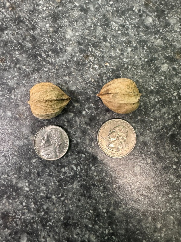 Midwest Shagbark Hickory Nuts In Shell/no husk 1 Pound; Float tested; Grade A-1