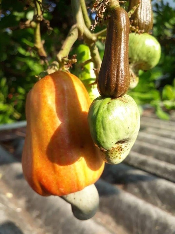 Cashew Nuts Whole Taste Fresh A Grade Organic Natural Pure Non GMO Best Quality gallery