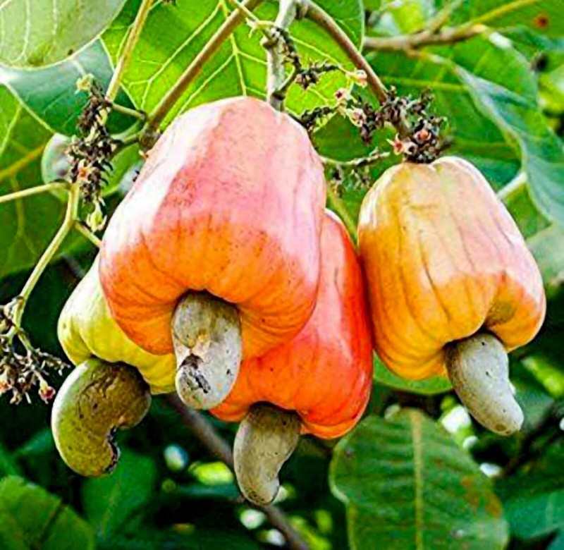Organic Whole Cashews, Non-GMO Verified, Kosher, Raw, Vegan – by Food to Live gallery