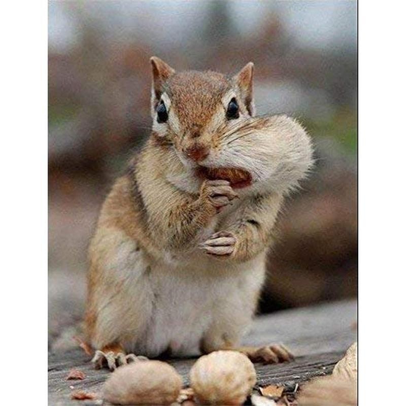 45LB Crop Bulk Bag Shelled Fresh Natural for Outdoor Wildlife Animal Watching US gallery