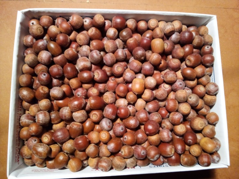 EDIBLE-10+ POUNDS of RAW RED OAK ACORNS, MAKE FLOUR OR EAT. GRADE A and SORTED. gallery