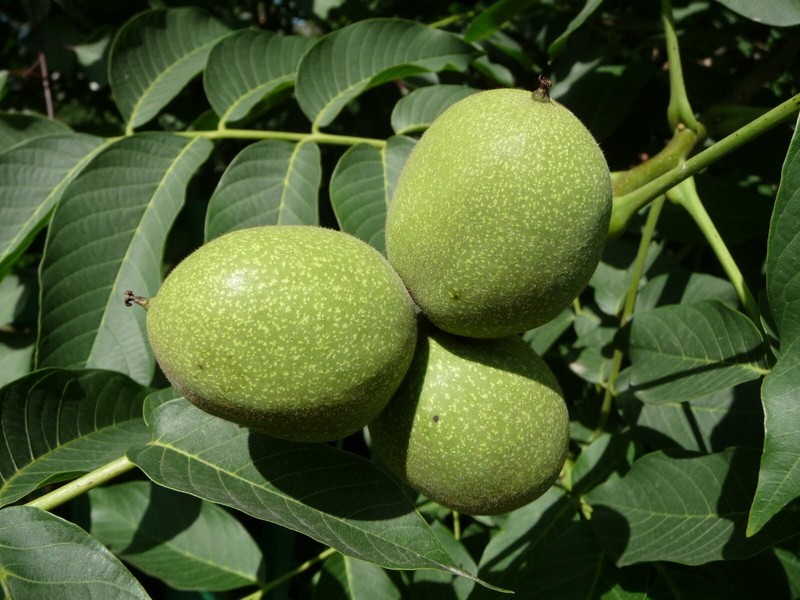 Organic Pakistani Walnuts with shell.premium Quality, fresh crop 1 kg gallery