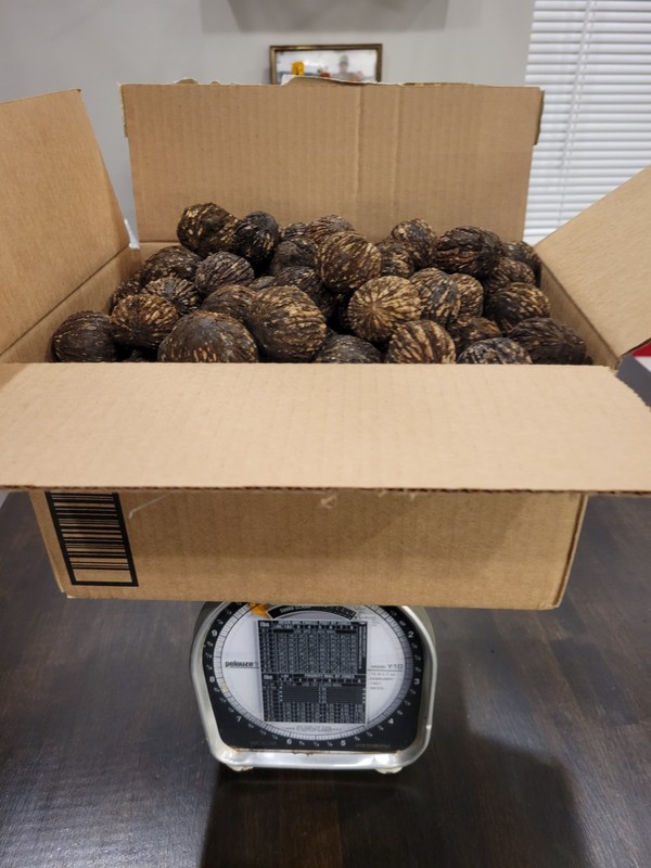 10 LBs~ BLACK WALNUTS~2025~IN SHELL~ORGANIC~NO GMO~SQUIRREL FOOD~2025~YUM! YUM!