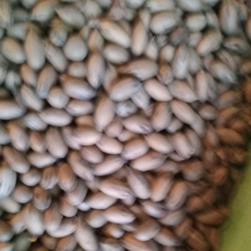 Pecans in Shell