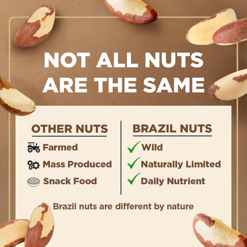 Premium Wild Harvested Raw Brazil Nuts, 1 Lb (16Oz) – High Selenium, Batch Teste gallery