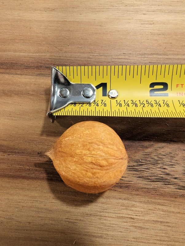 2025 Harvest - 100 Count - Natural Mockernut Hickory Nuts - Southeastern TN gallery