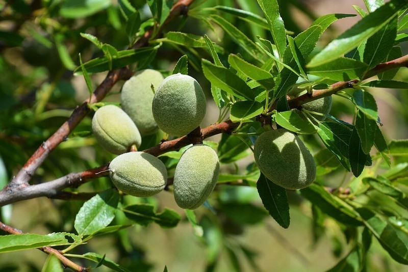 Peeled Dried Raw Ceylon Almonds, Fresh And Healthy gallery