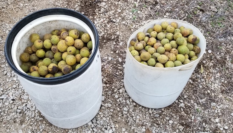 10 lbs. BLACK WALNUTS in the shell - Fall 2025 crop - for eating/baking gallery
