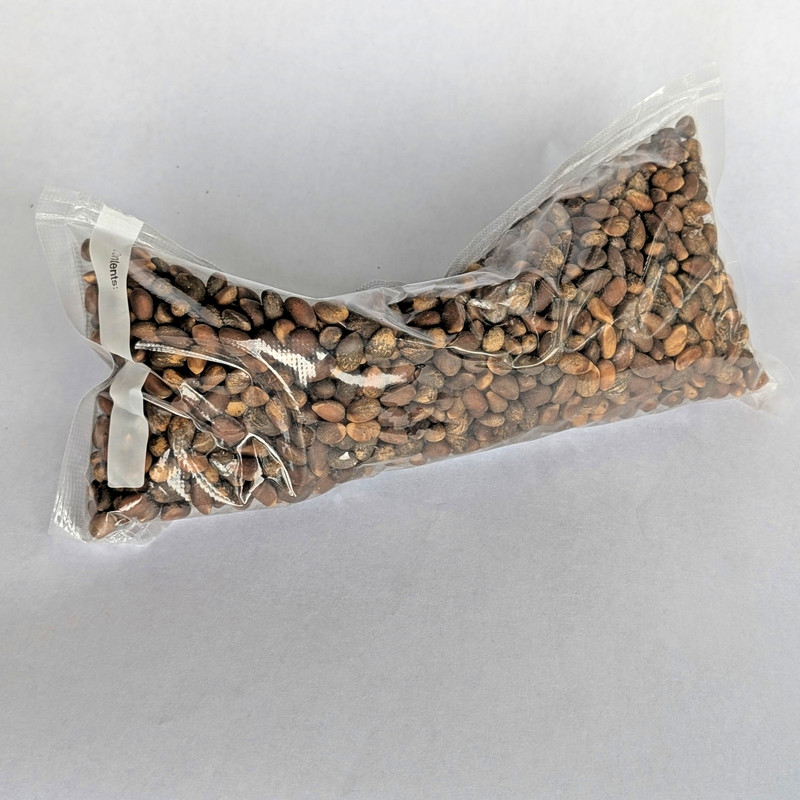 Piñon Pine Nuts, New Mexico, 1lb Raw Pinon | Navajo Nation, Zuni Mountains gallery