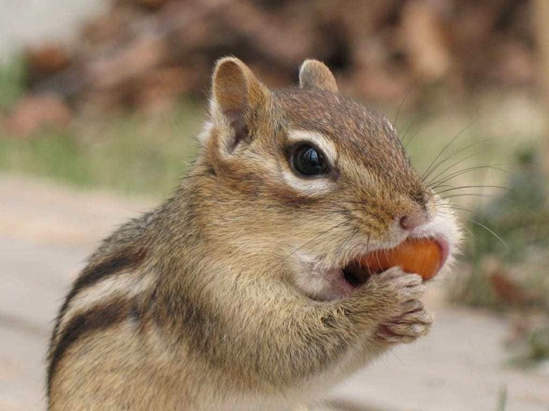 Wakefield Premium Virginia Peanuts In-Shell Squirrels Blue Jays & Wildlife 25 LB gallery