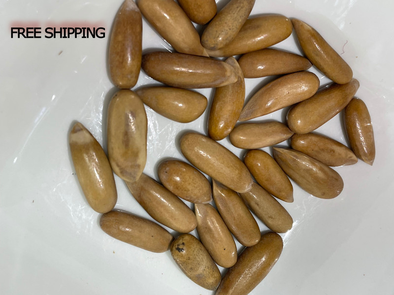 Pine Nut (Chilgoza) Without Shell Premium quality Pine Nut Organic A+ Grade 150g gallery