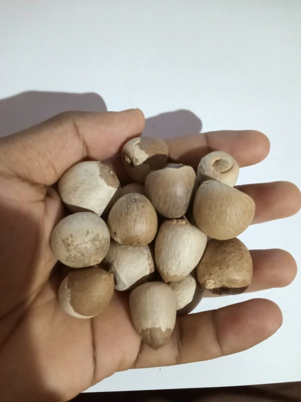 100% Organic new fresh Areca nut Areca catechu betel nut dried nuts whole free