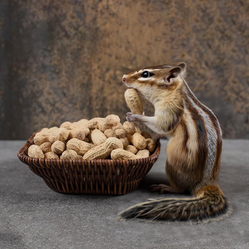 Peanuts Plain In Shell 2 lbs - Raw Unsalted - Natural Healthy Snack Squirrel ... gallery