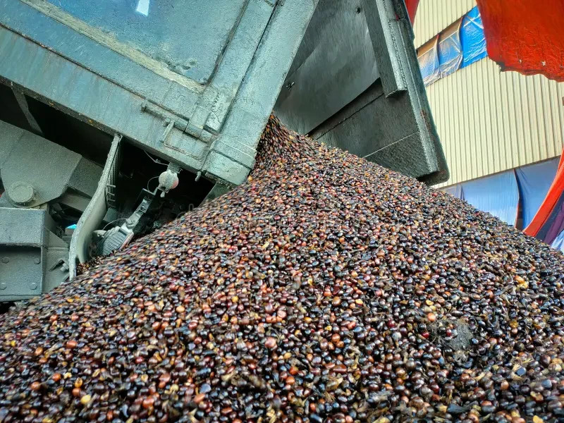 Cracked Palm Kernel Nuts – Nigeria Export, High Oil Content, Sun Dried Bulk gallery