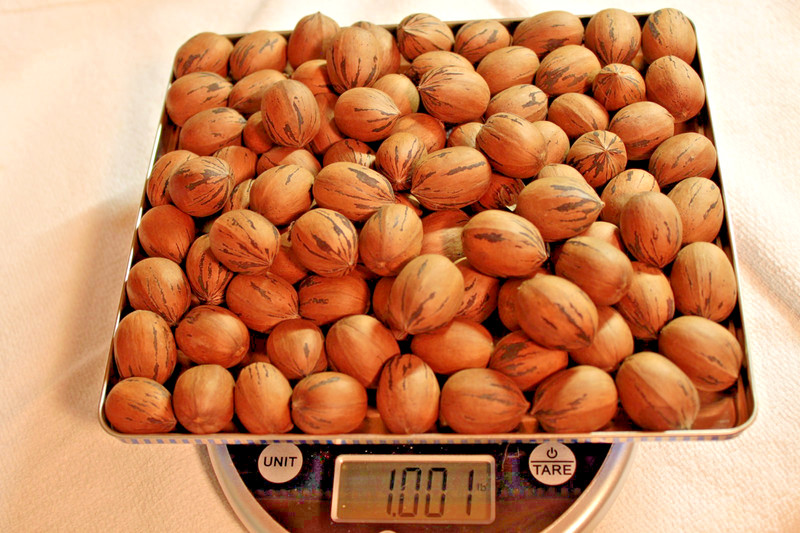 Organic, Hand-Picked “MoneyMaker” Pecans Fresh from the Tree – 5 LBS