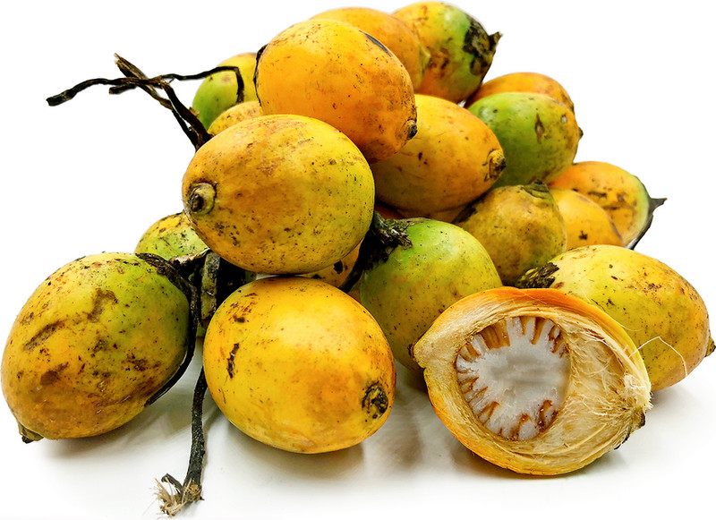 Organic Fresh Dried Areca Nuts Areca Catechu Dried Areca nut betel nut Natural