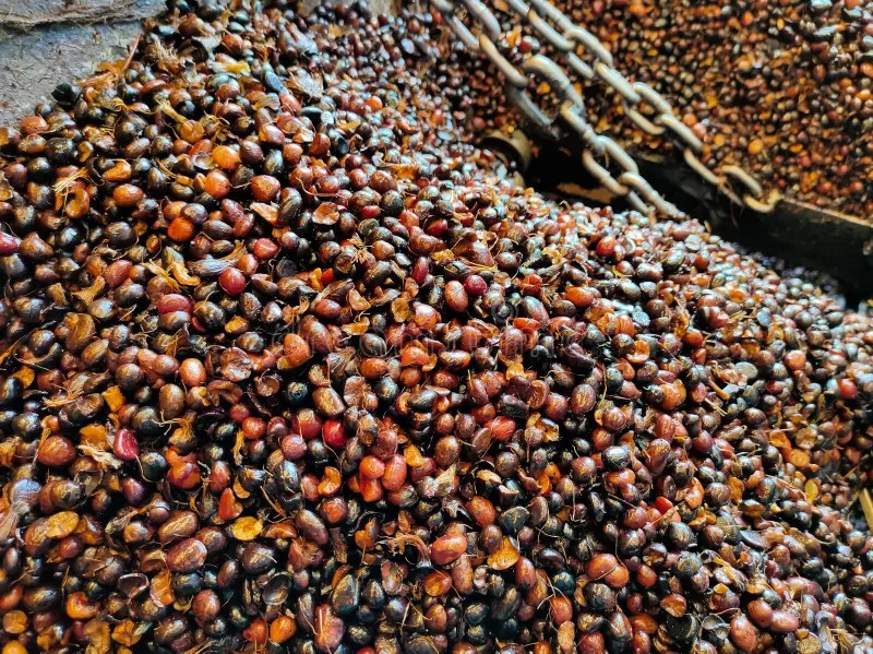 Cracked Palm Kernel Nuts – Nigeria Export, High Oil Content, Sun Dried Bulk