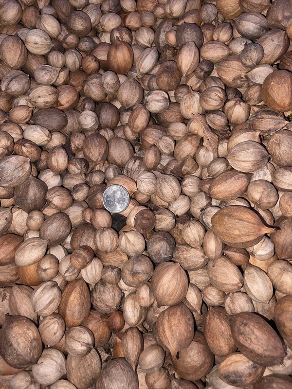 2.5 lbs. South Carolina Organic Mature Shagbark Hickory Nuts FLOAT TESTED gallery
